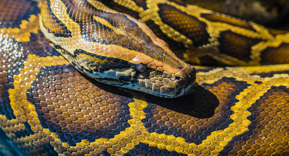 アミメニシキヘビはペットとして不適！飼い始めは40cm小動物？